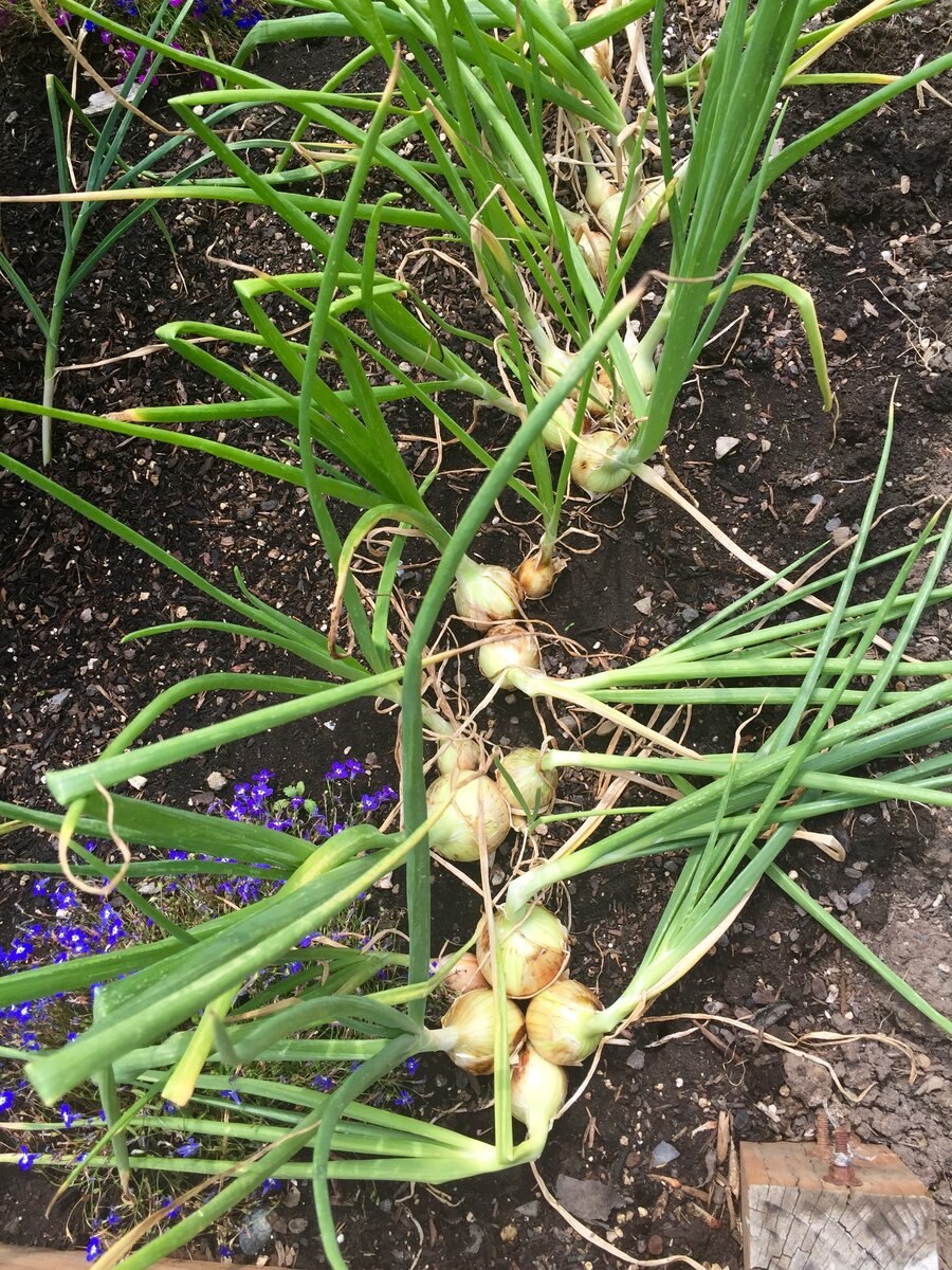 Аллиум Неаполитанский