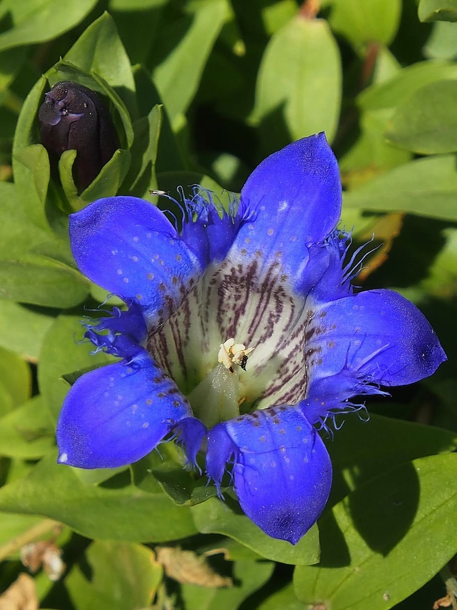 Горечавка точечная