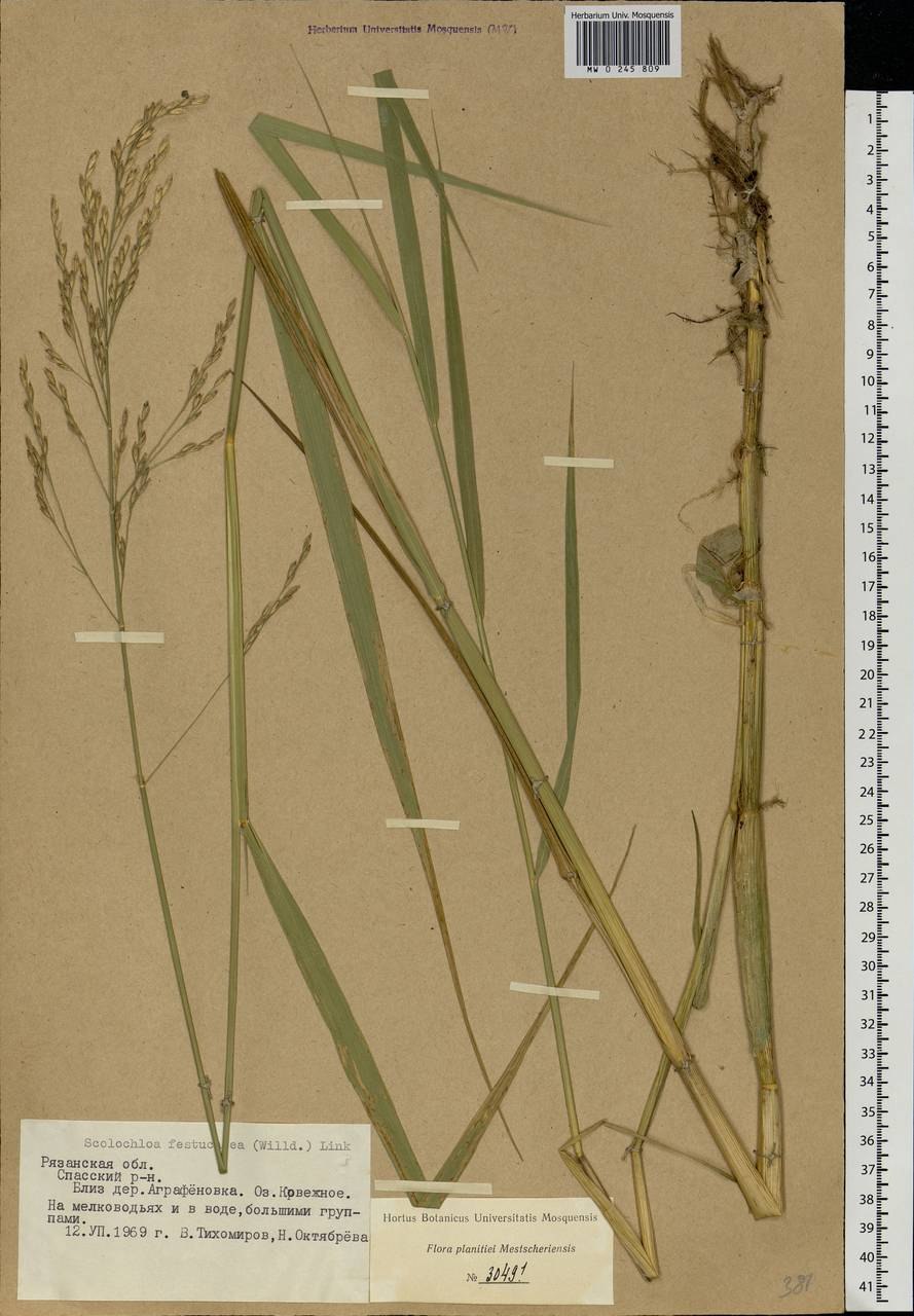 Scolochloa festucacea