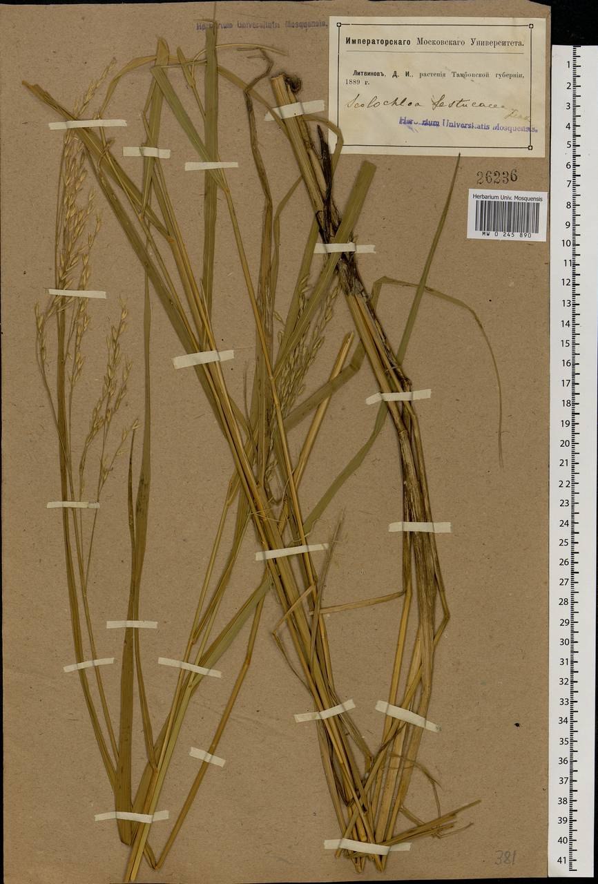 Цветущая Крассула