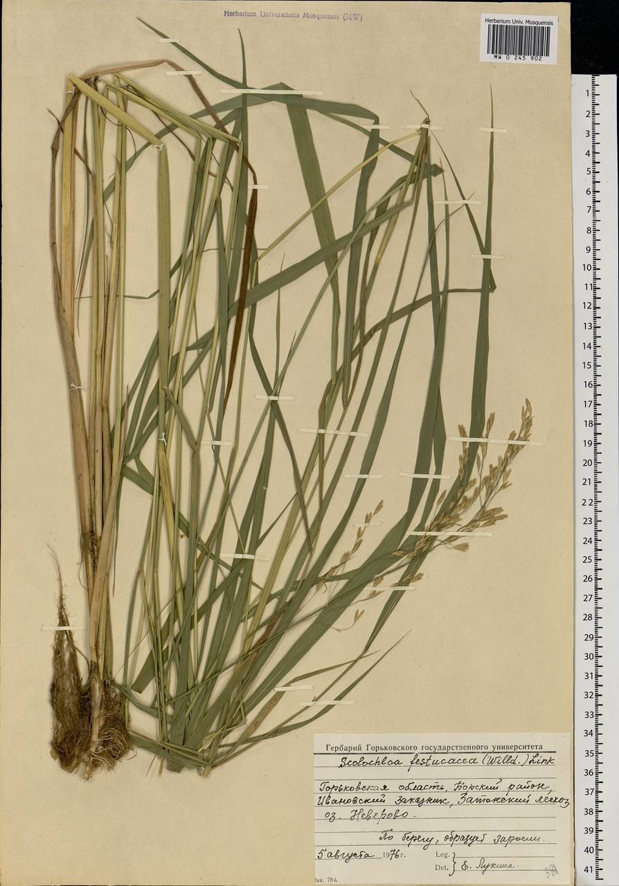 Семейство Мятликовые на латинском