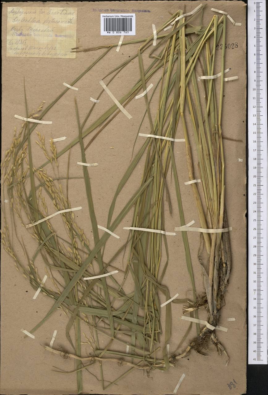 Овсяница Полесская