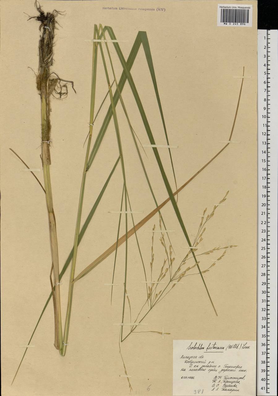 Вязель разноцветный сорняк