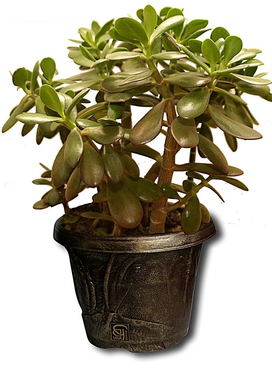 Тростянка растение