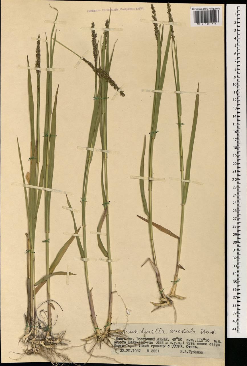 Толстянка Крассула черенок