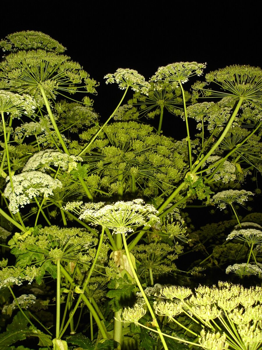 Борщевик персидский