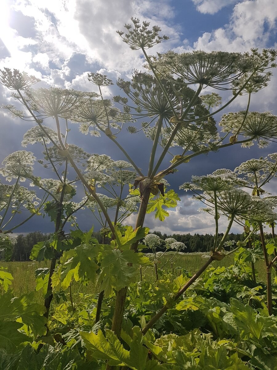 Борщевик растение