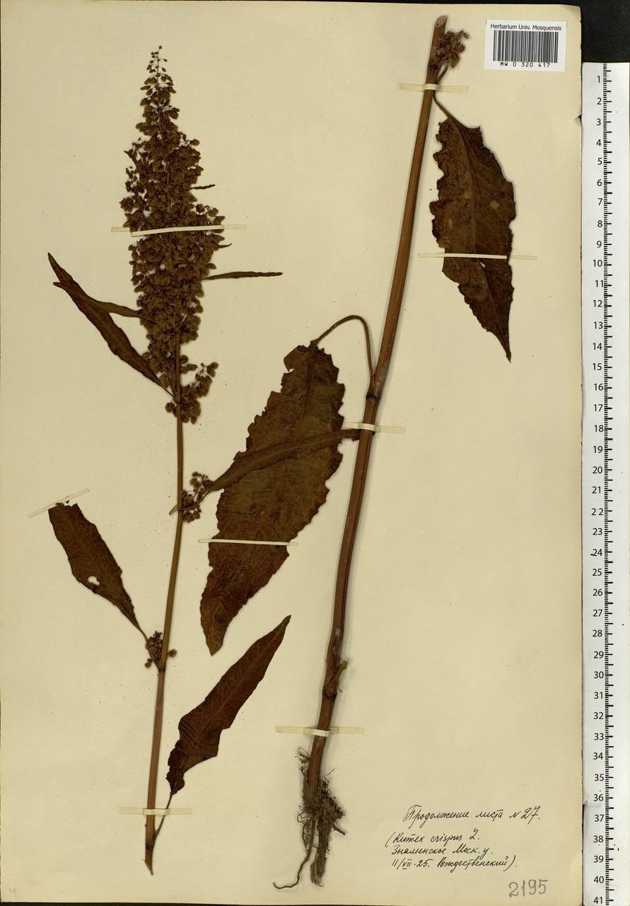 Rumex conglomeratus