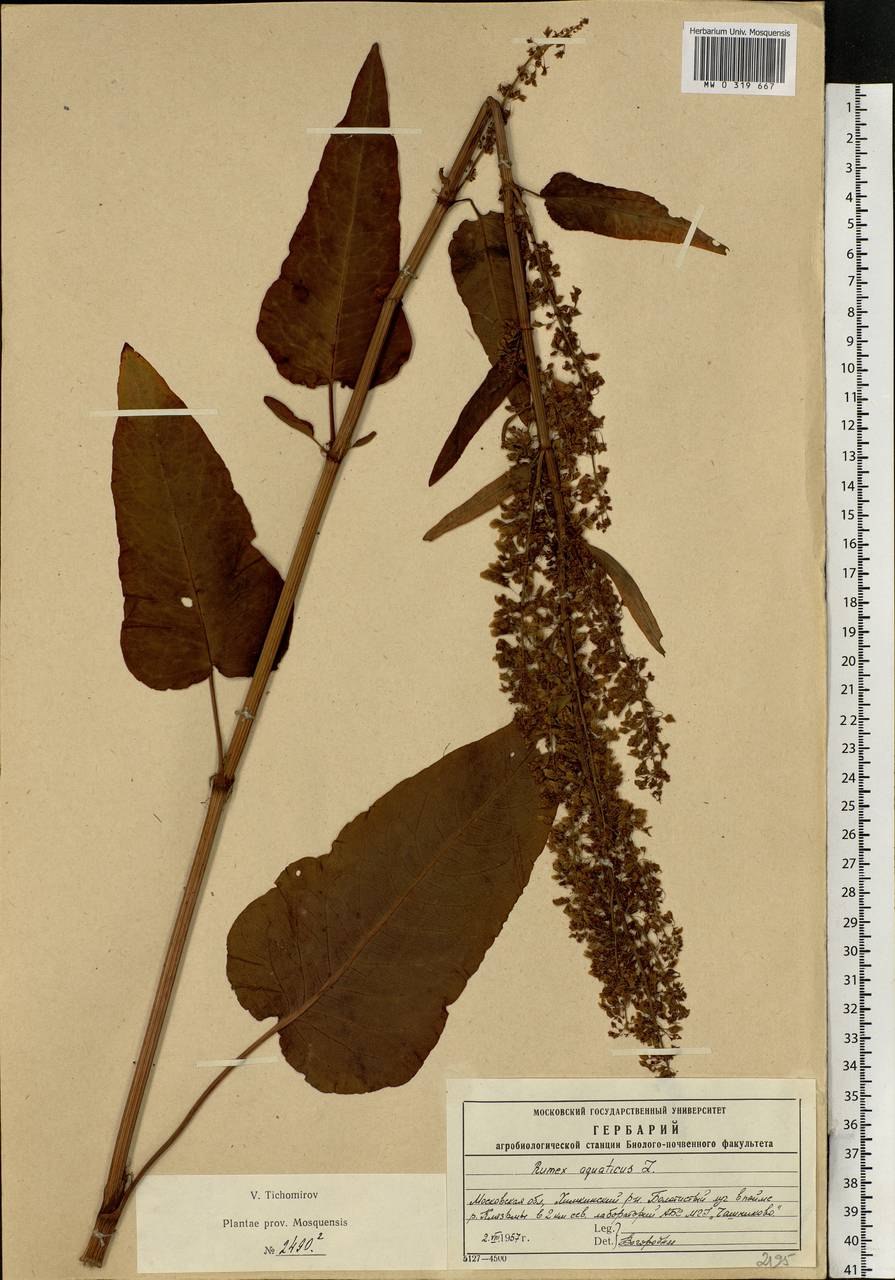 Монгол щавель