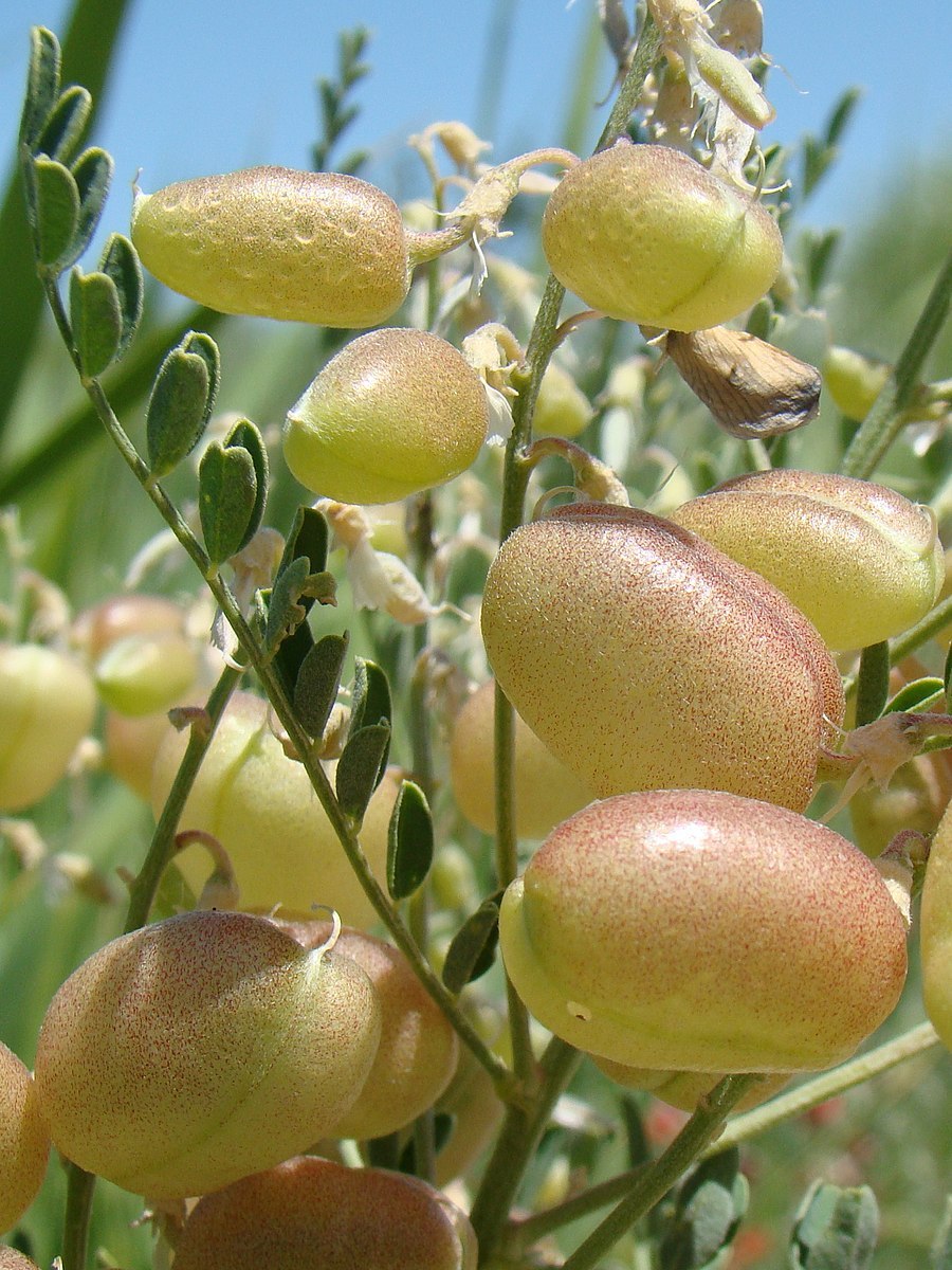 Сферофиза солонцовая Буян