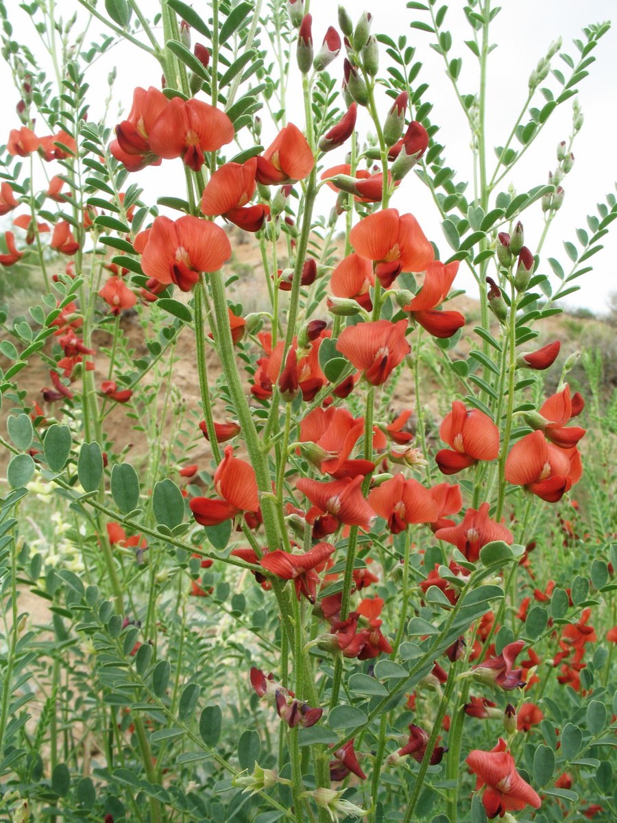 Сферофиза солонцовая ГФ