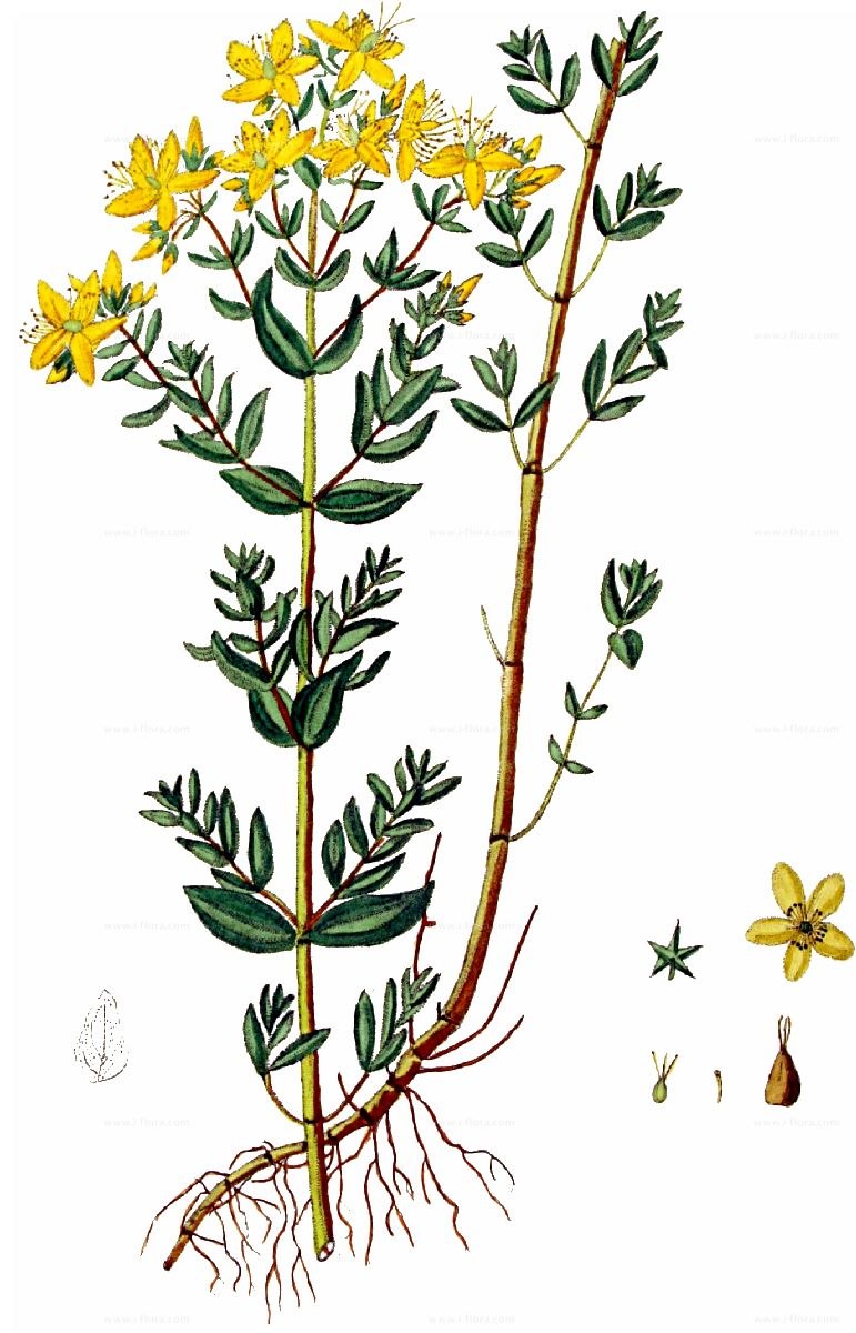 Солонцы и солончаки растительность