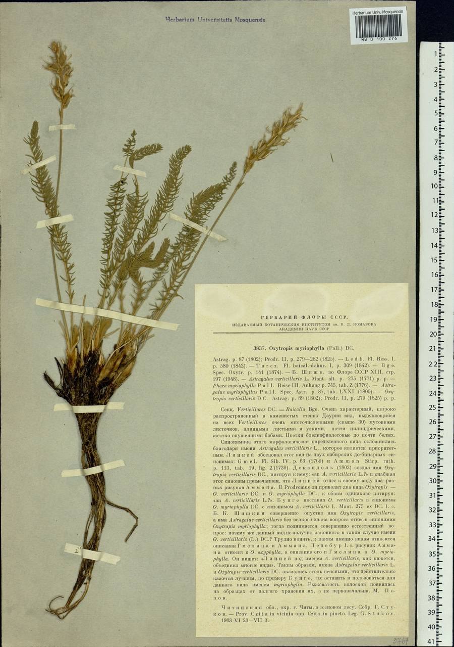 Остролодочник тысячелистный