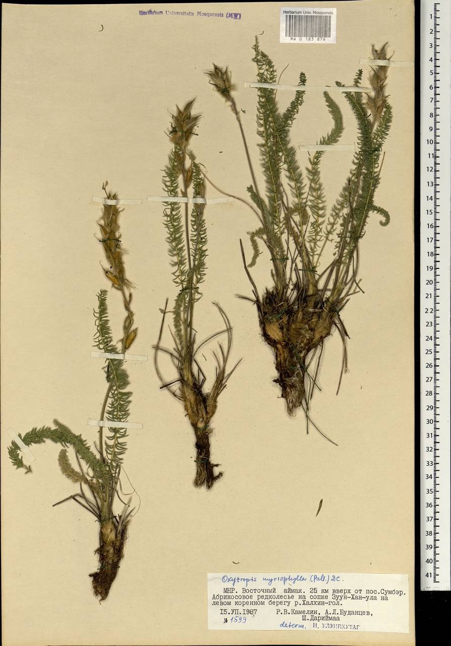 Остролодочник Камчатский