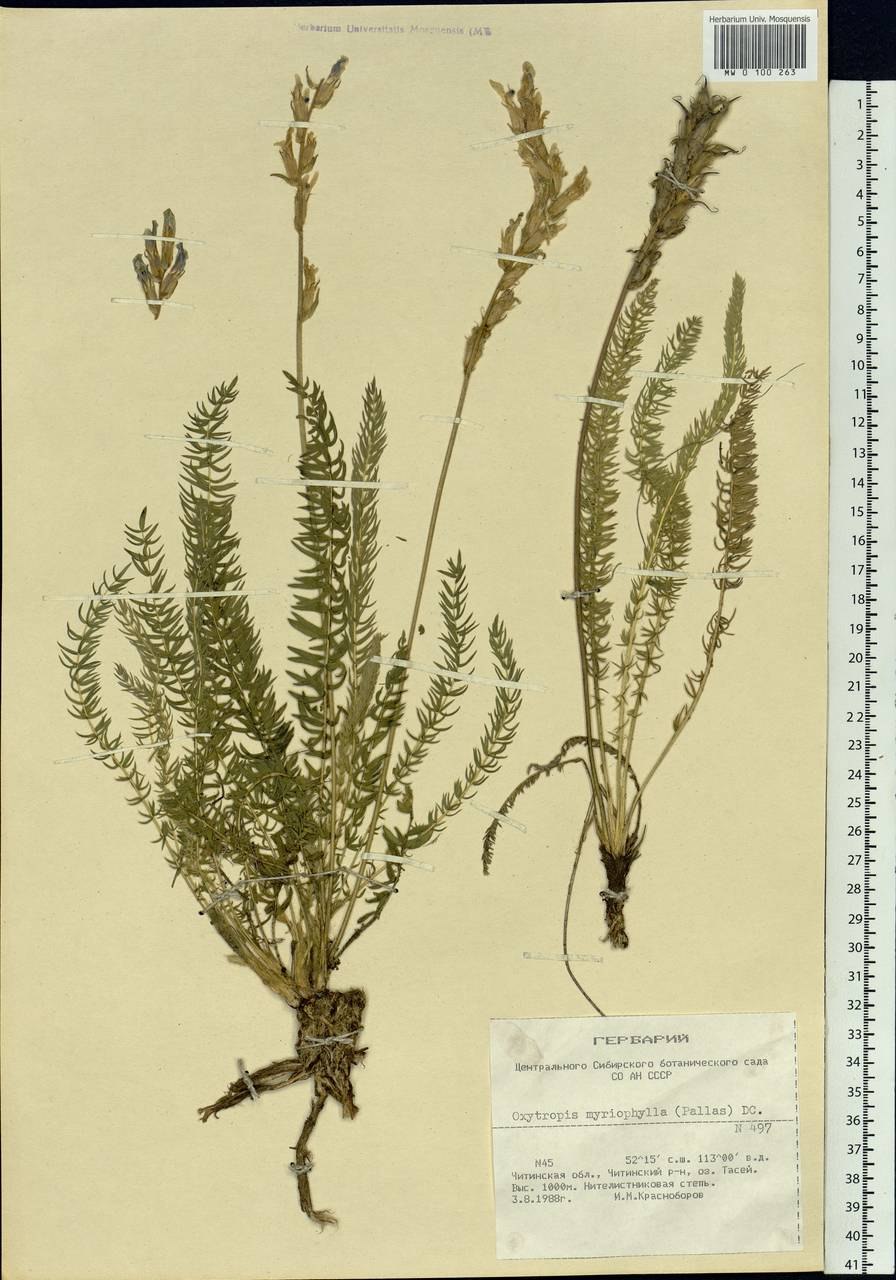 Остролодочник колокольчатый