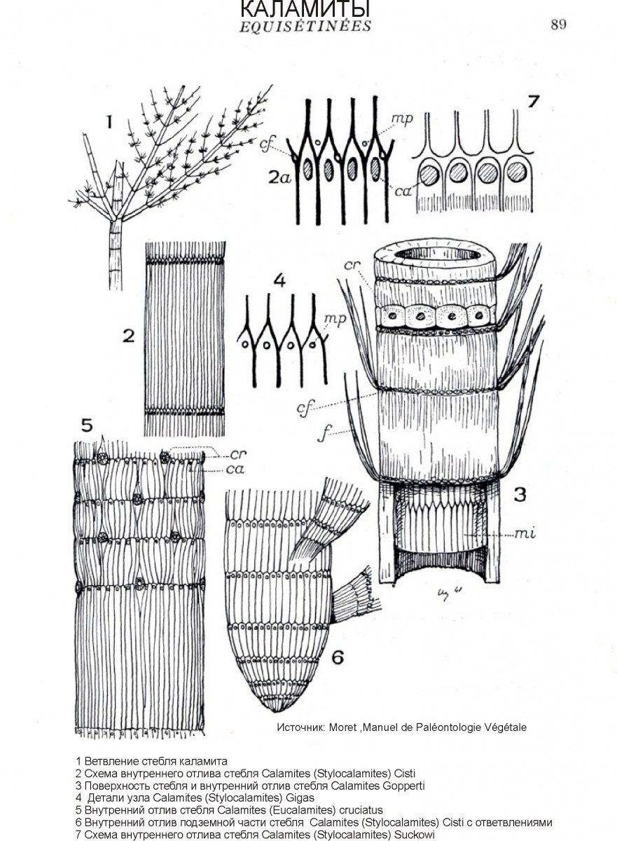 Sphenophyllum biarmicum