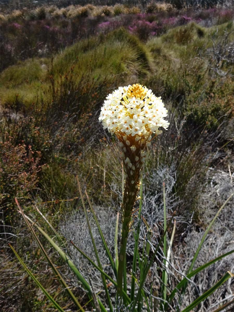 Бульбинелла узколистная