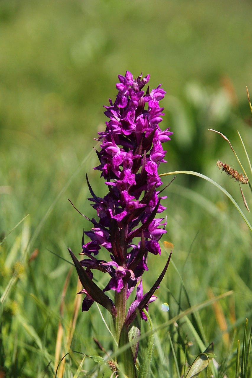 Ятрышник Обезьяний (Orchis Simia).