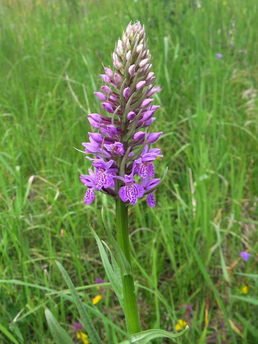 Ятрышник пурпуровый