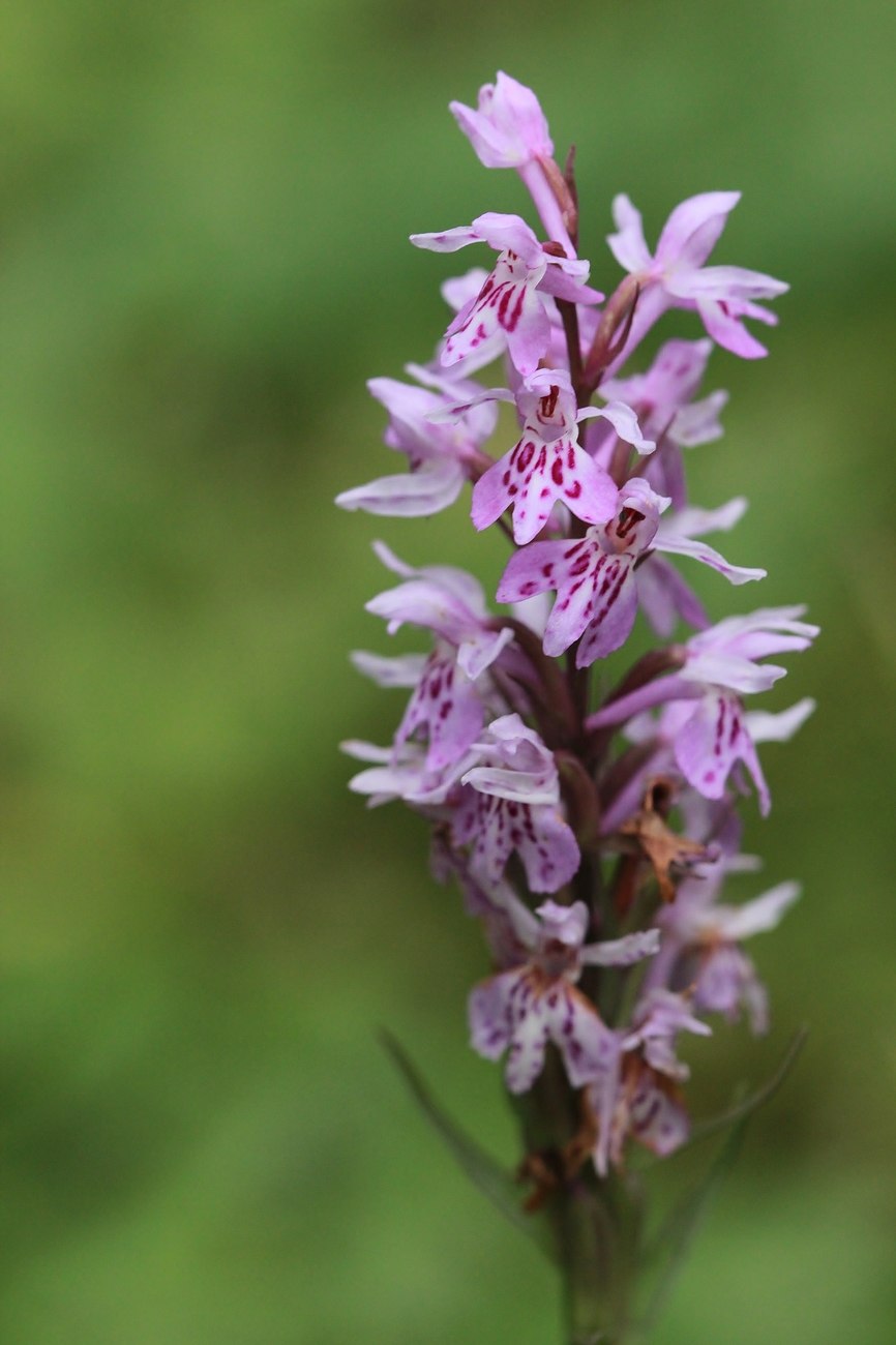 Ятрышник шлемоносный (Orchis militaris),