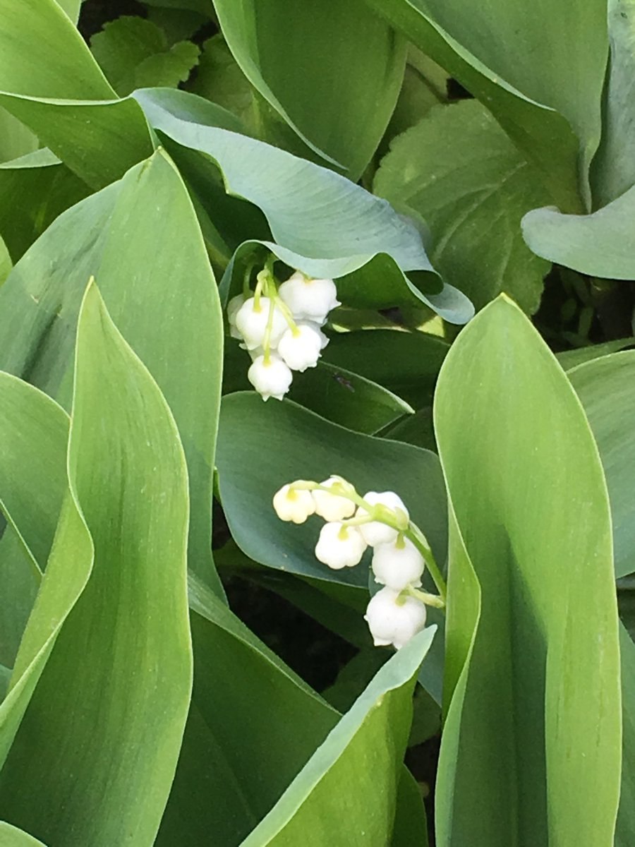Ландыш Майский Розеа Convallaria Majalis rosea