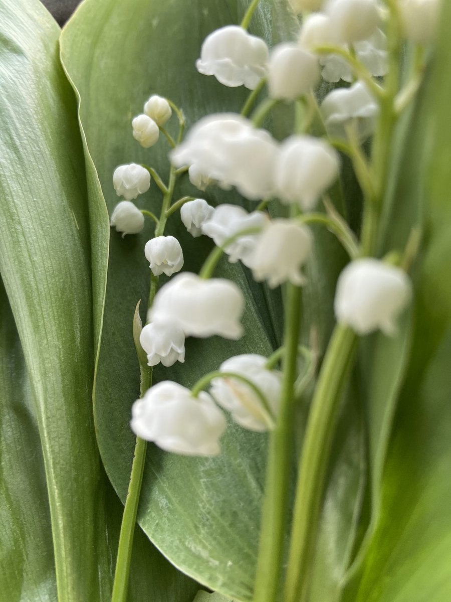 Ландыш горный