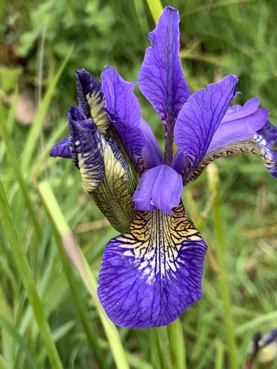 Ирис многолетник