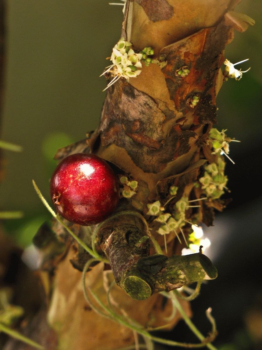 Ягоды каму каму