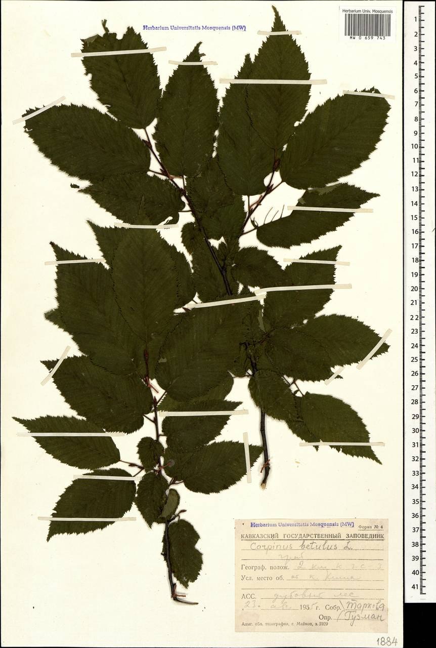 Carpinus betulus