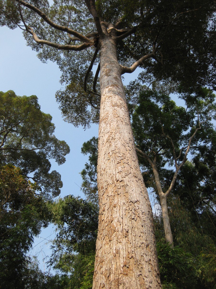 Dipterocarpus lamellatus