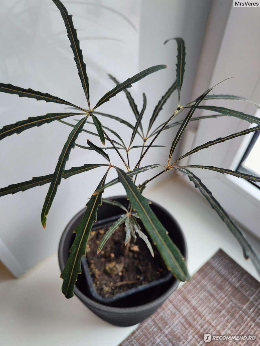 Дизиготена