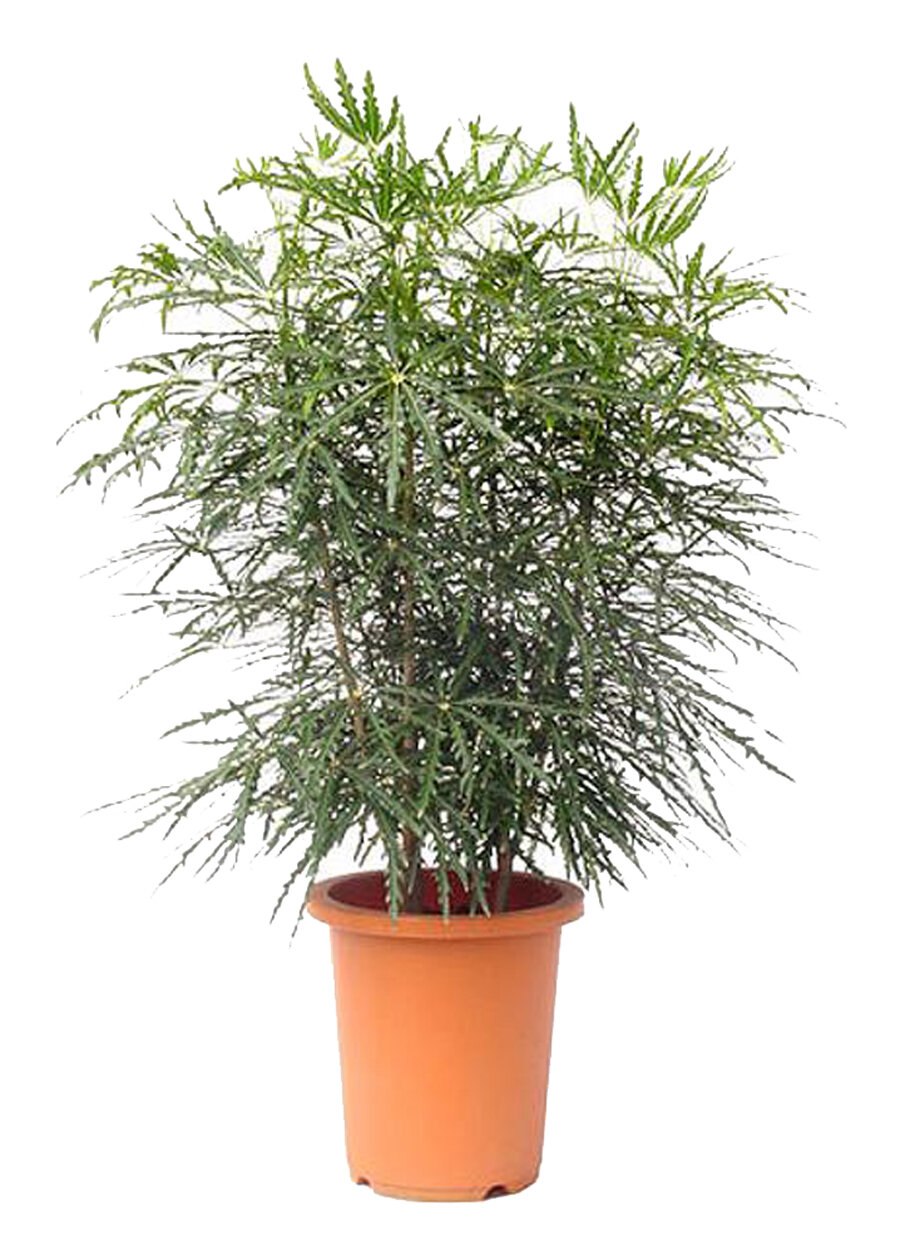 Шеффлера изящнейшая (Schefflera elegantissima) в оранжерее