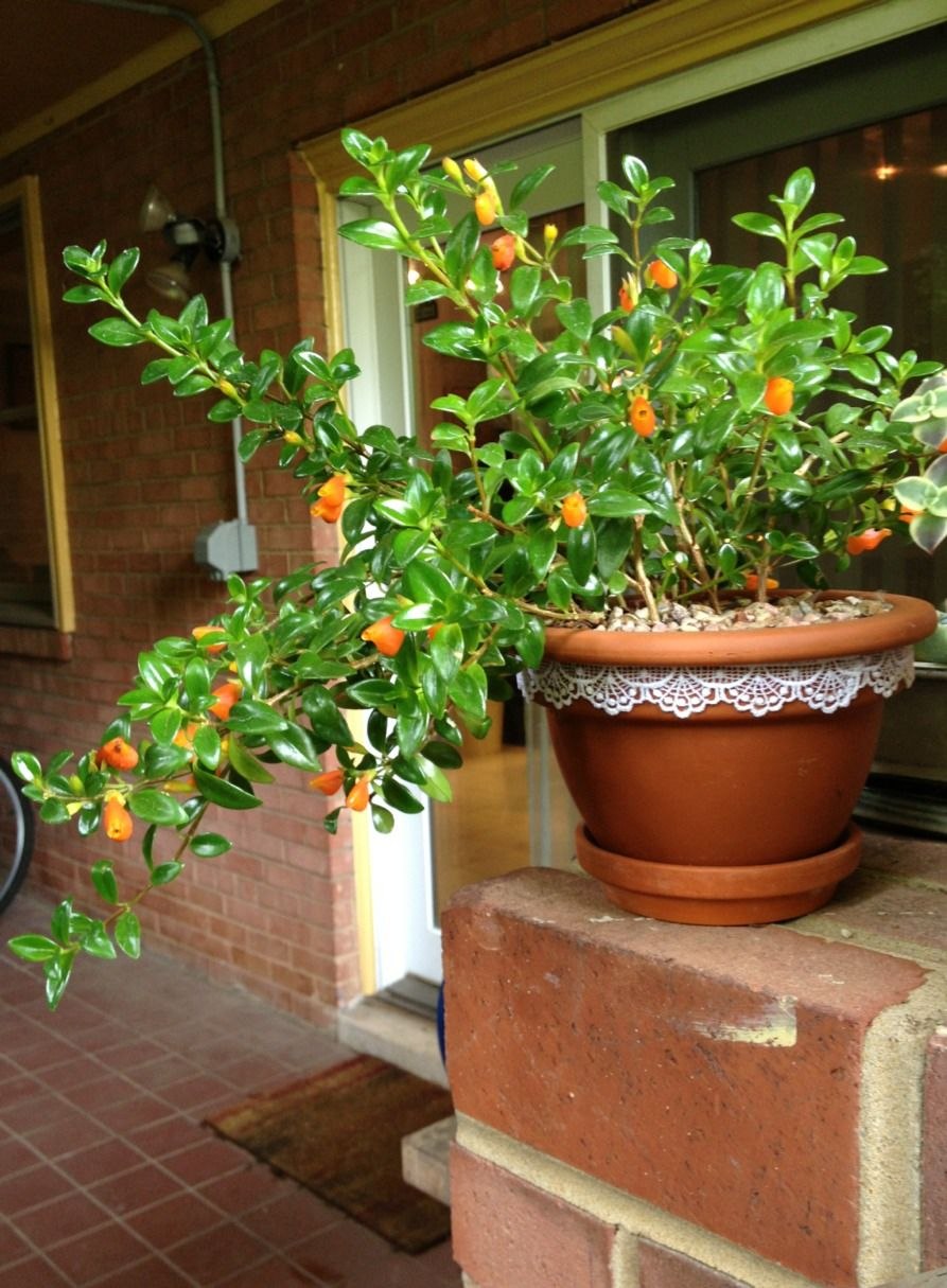 Гипоцирта ампельная