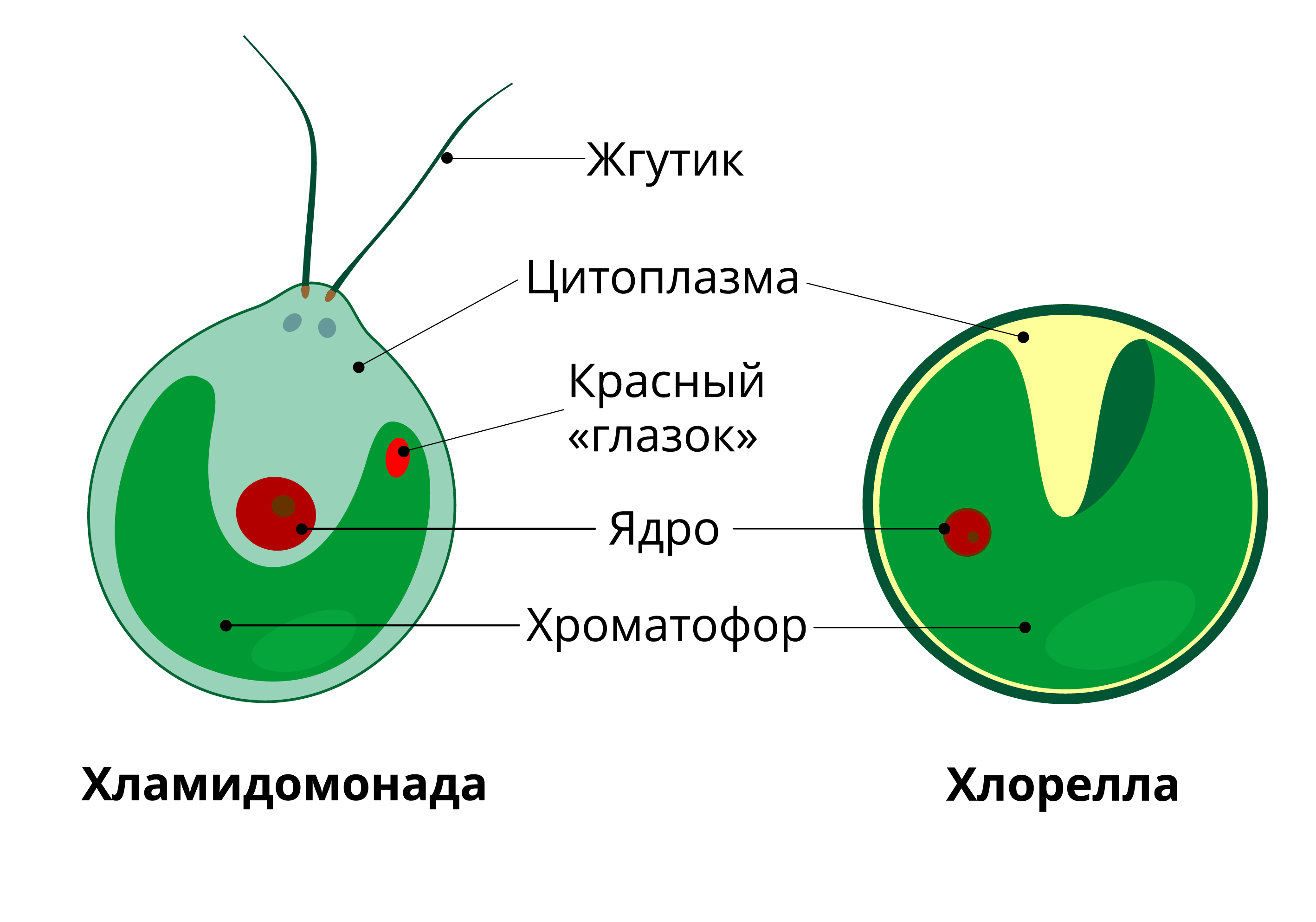 Одноклеточная зеленая водоросль хламидомонада. Одноклеточная водоросль хлорелла строение. Строение клетки водоросли хлорелла. Хлорелла строение клетки. - Хлорелла - хламидомонада - ламинария.