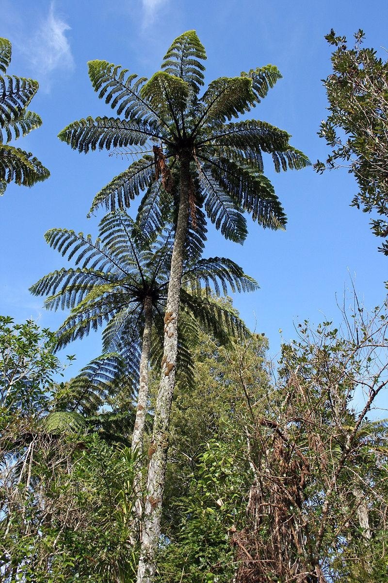 Пальма папоротник Циатея