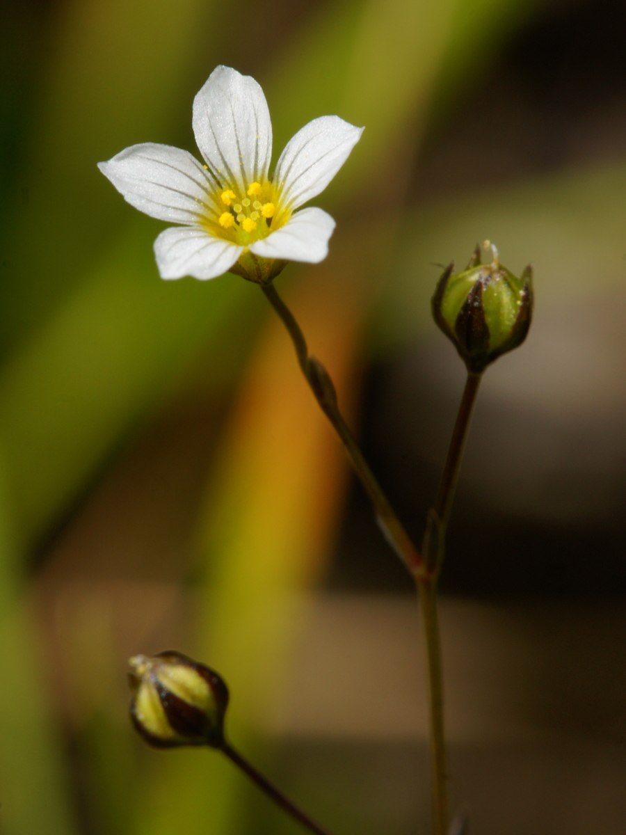 Linum campanulatum