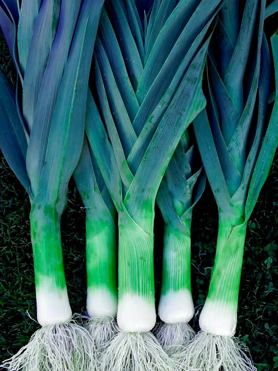 Лук-порей символ Уэльса