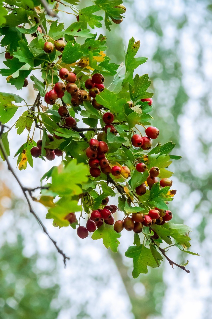 Берри красный дерево Буш