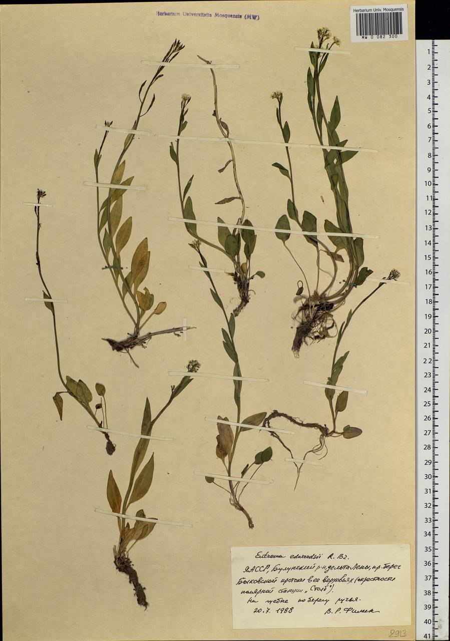 Эдвардса растение