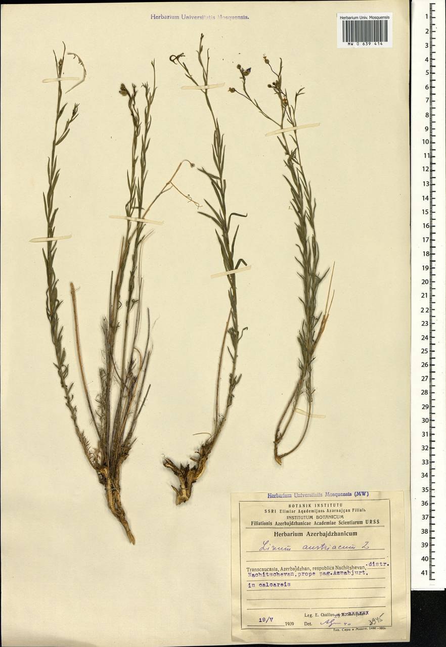 Лён австрийский