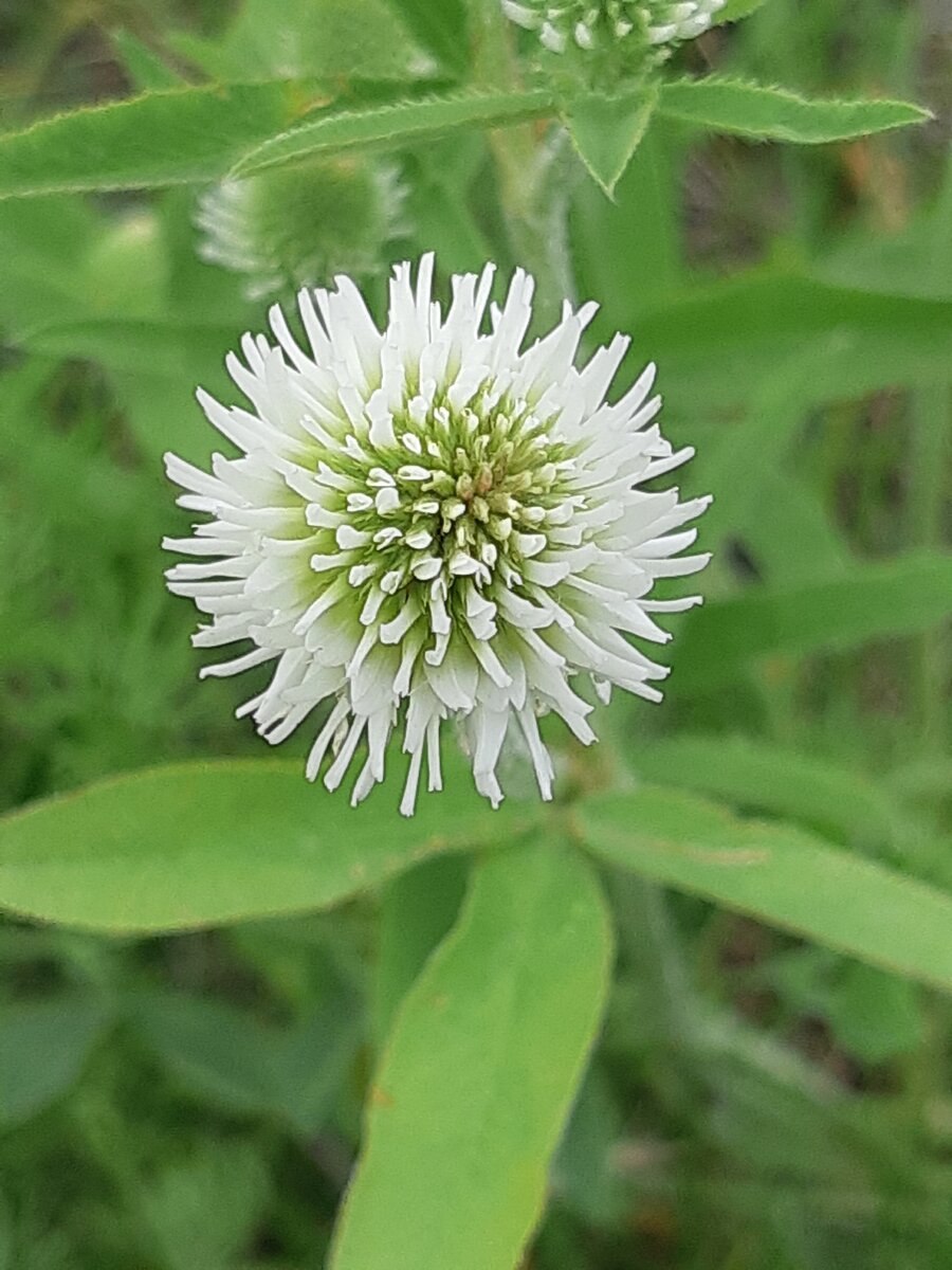Trifolium montanum