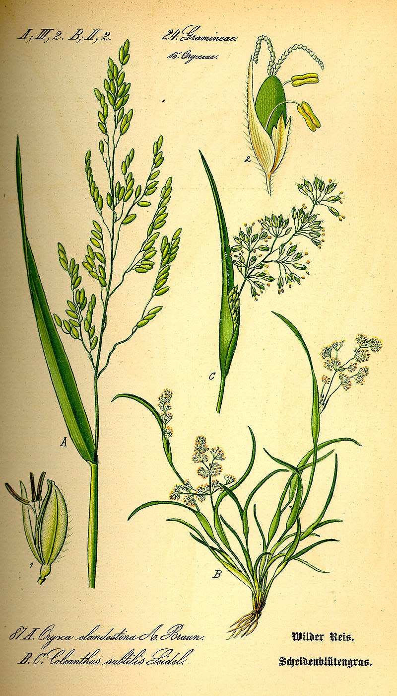 Камышевидник обыкновенный