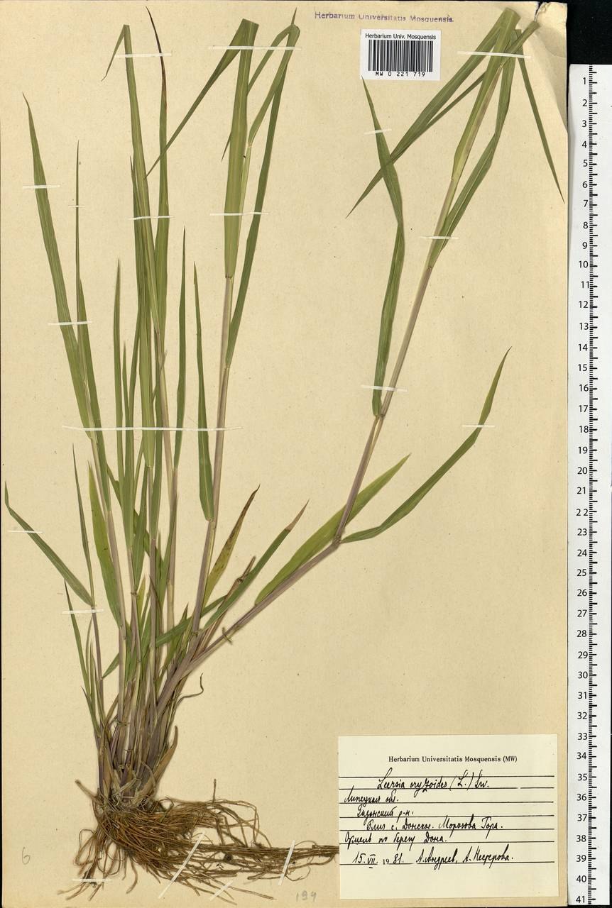 Леерсия шеститычинковая