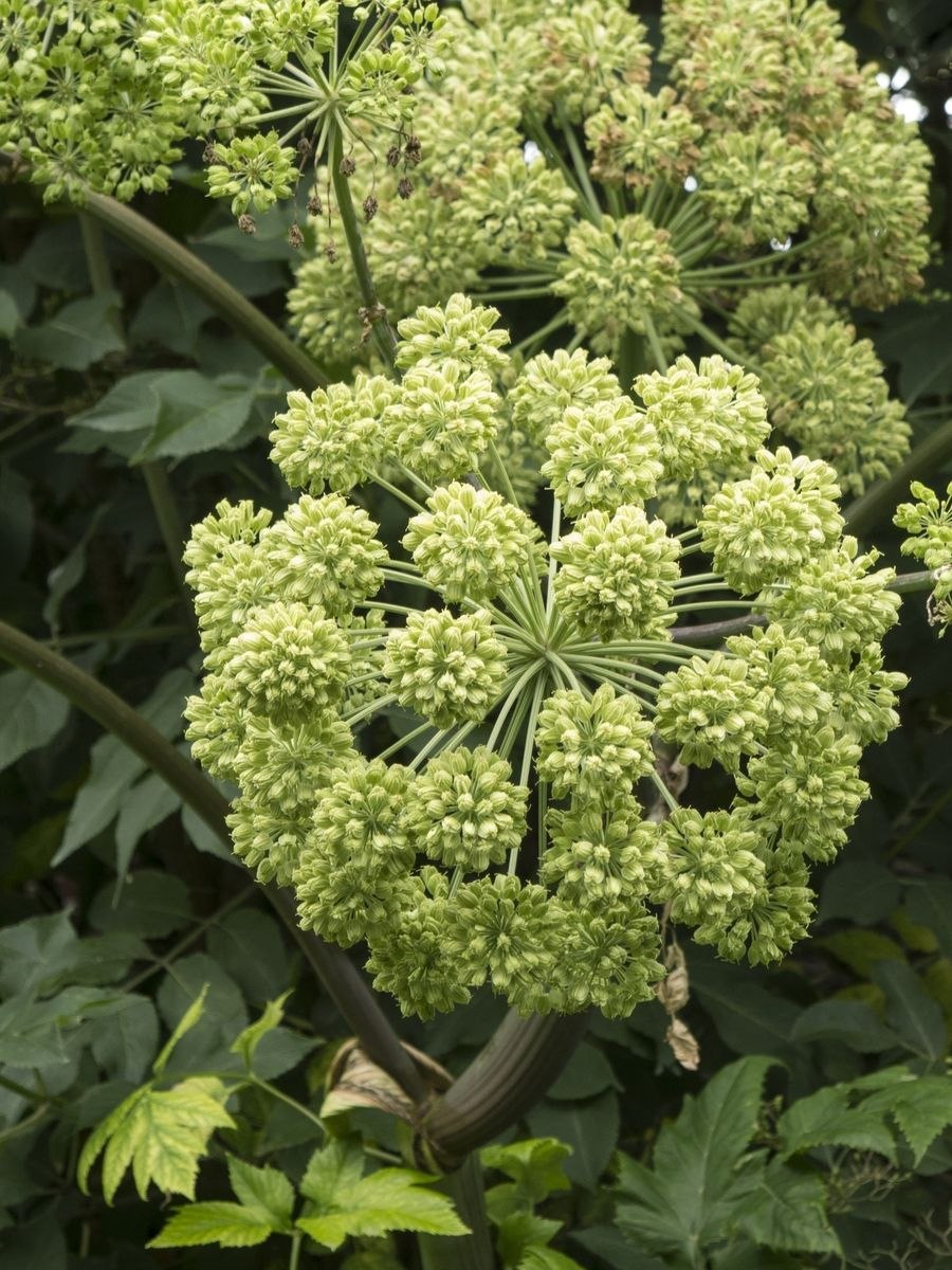 Дудник лесной