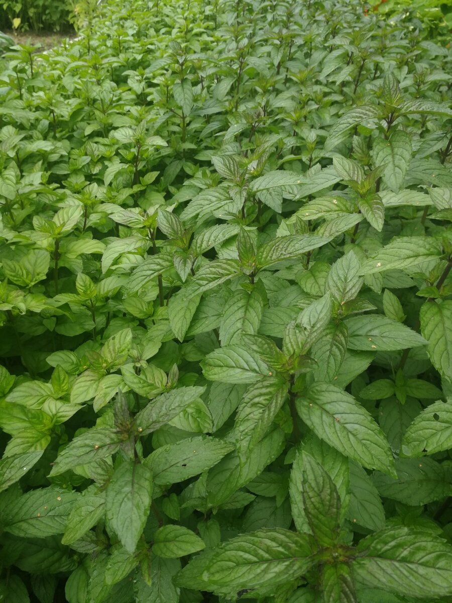 Мята перечная семена