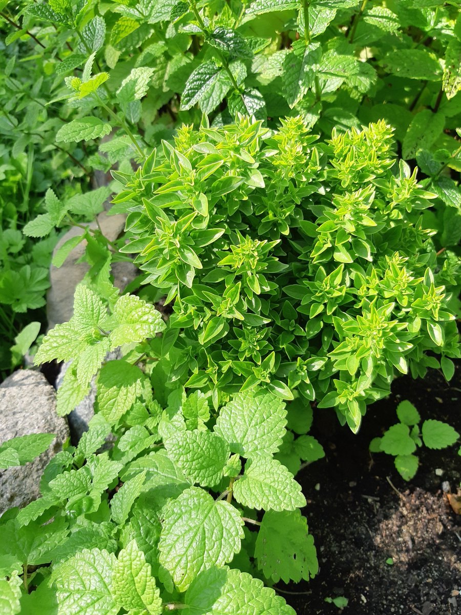 Мята канадская