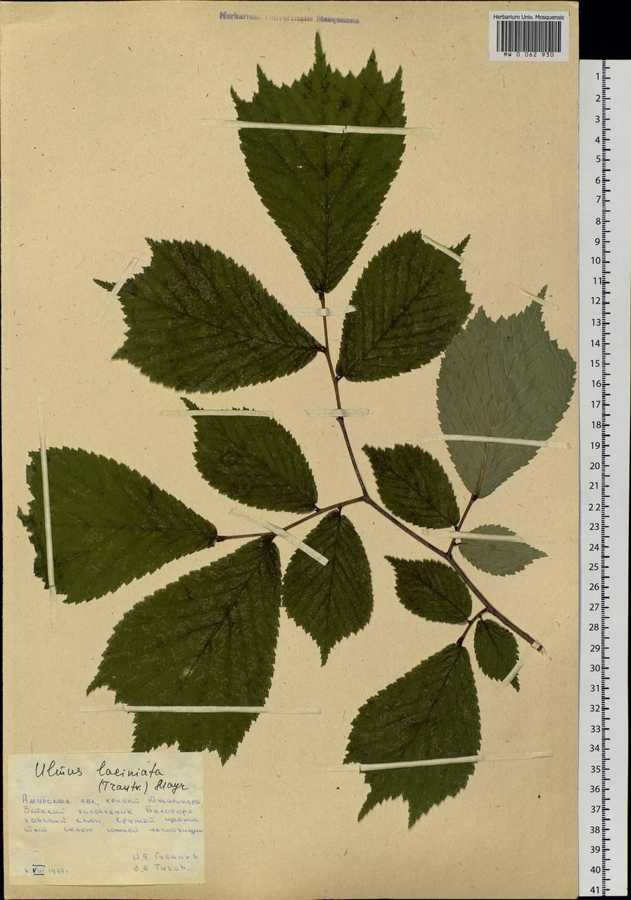 Вяз шершавый Ulmus glabra HUDS