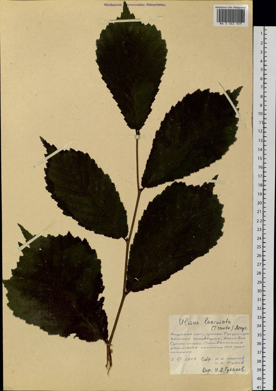 Вяз разрезной