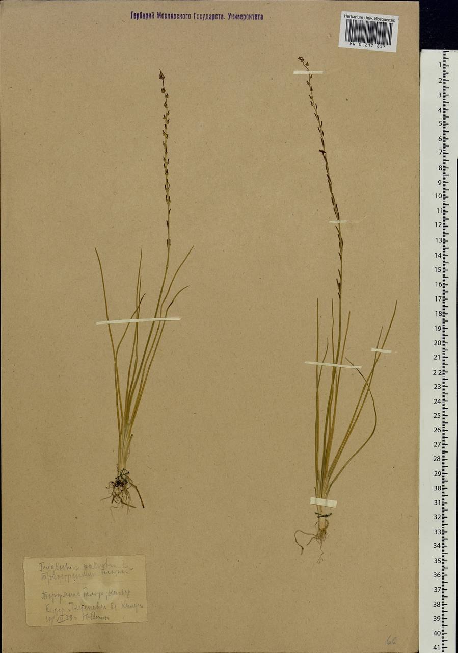 Plantago maritima l.