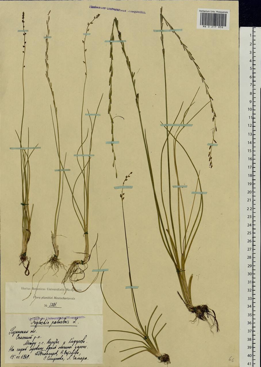 Триостренник болотный (Triglochin palustris)
